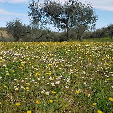 L'anfora بيت ضيافة Pianella (Pescara)